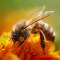 Minister launches plan to keep Welsh bees busy