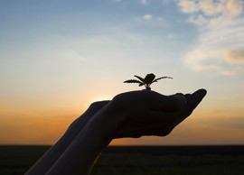 Agriculture and Environment