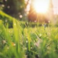 Picture of grass in sunlight
